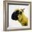 Sheep's Head-Mark Gemmell-Framed Photographic Print