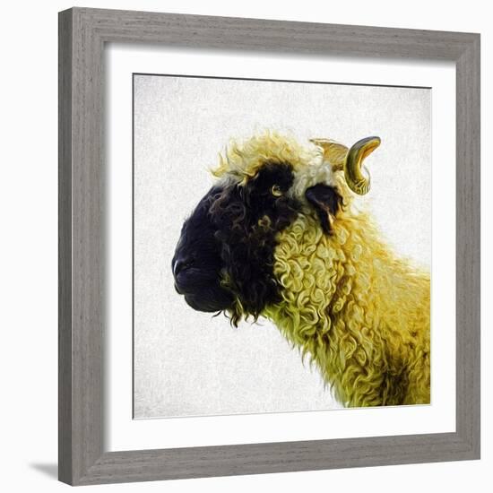 Sheep's Head-Mark Gemmell-Framed Photographic Print