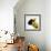 Sheep's Head-Mark Gemmell-Framed Photographic Print displayed on a wall