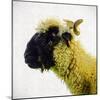 Sheep's Head-Mark Gemmell-Mounted Photographic Print