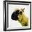 Sheep's Head-Mark Gemmell-Framed Photographic Print