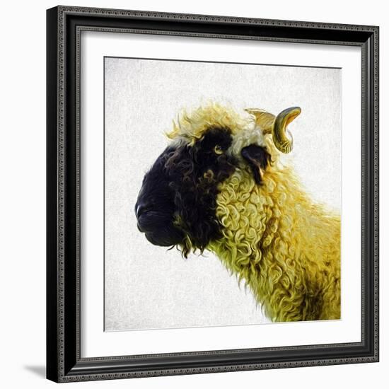 Sheep's Head-Mark Gemmell-Framed Photographic Print