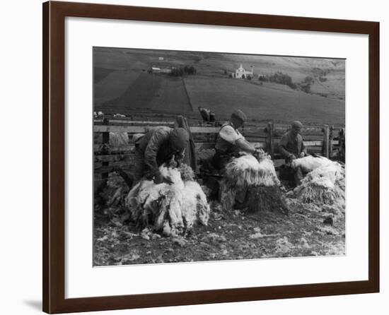 Sheep Shearing at Carbost, Isle of Skye, Scotland-null-Framed Photographic Print