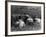 Sheep Shearing at Carbost, Isle of Skye, Scotland-null-Framed Photographic Print