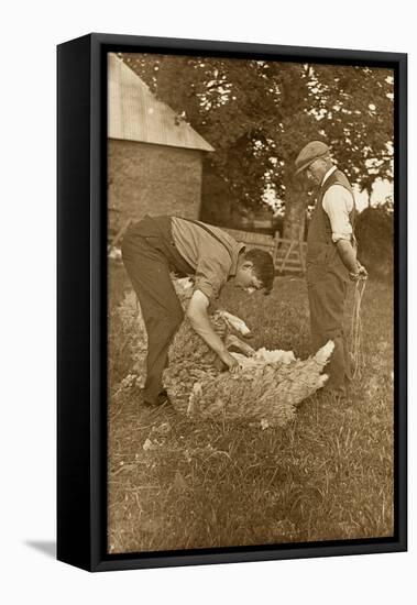 Sheep Shearing First Prize Winners, Devon, 1938-null-Framed Premier Image Canvas