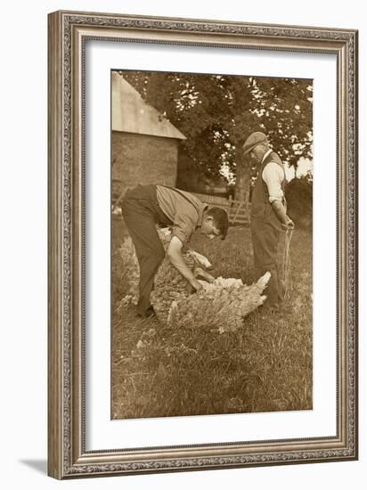 Sheep Shearing First Prize Winners, Devon, 1938-null-Framed Premium Photographic Print