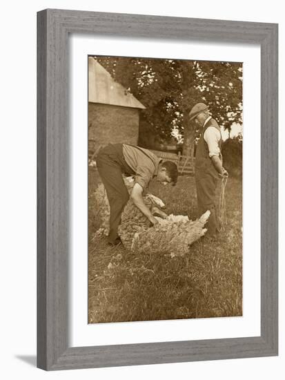 Sheep Shearing First Prize Winners, Devon, 1938-null-Framed Premium Photographic Print