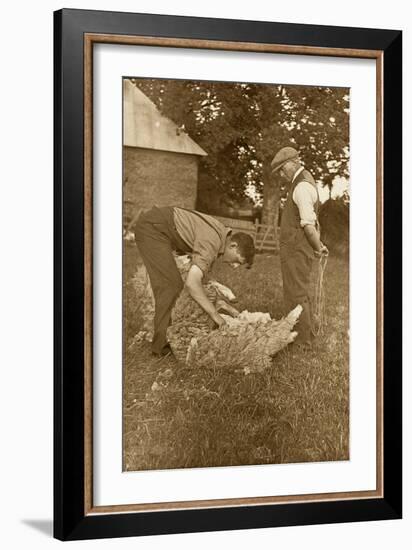 Sheep Shearing First Prize Winners, Devon, 1938-null-Framed Photographic Print