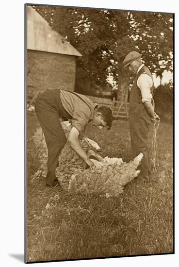 Sheep Shearing First Prize Winners, Devon, 1938-null-Mounted Photographic Print