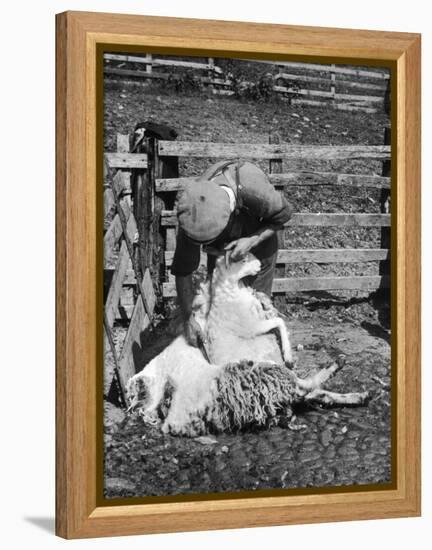 Sheep Shearing in Scotland at the End of May-Fred Musto-Framed Premier Image Canvas