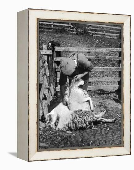 Sheep Shearing in Scotland at the End of May-Fred Musto-Framed Premier Image Canvas