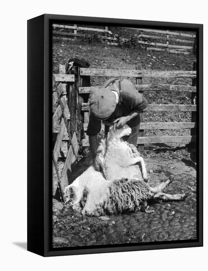 Sheep Shearing in Scotland at the End of May-Fred Musto-Framed Premier Image Canvas