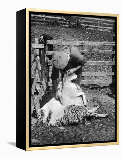 Sheep Shearing in Scotland at the End of May-Fred Musto-Framed Premier Image Canvas