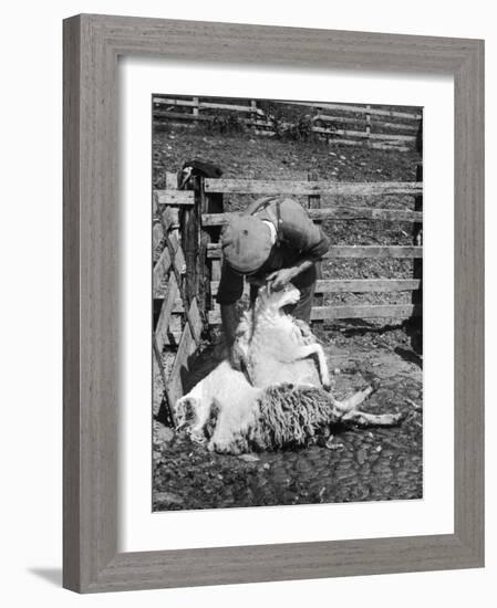 Sheep Shearing in Scotland at the End of May-Fred Musto-Framed Photographic Print