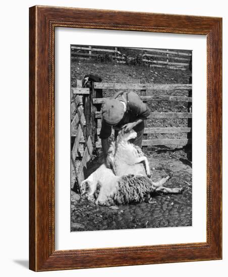 Sheep Shearing in Scotland at the End of May-Fred Musto-Framed Photographic Print