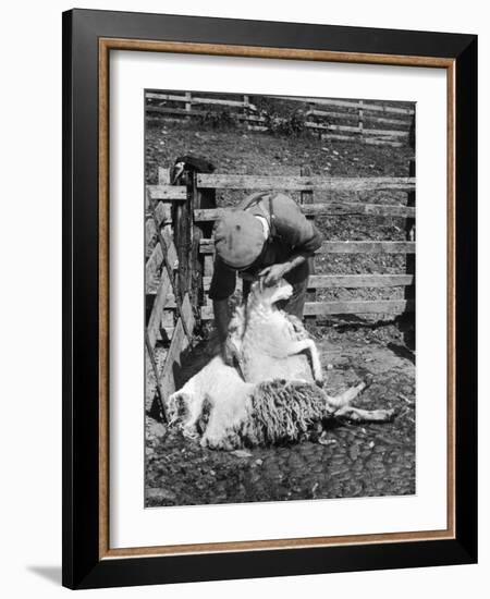 Sheep Shearing in Scotland at the End of May-Fred Musto-Framed Photographic Print