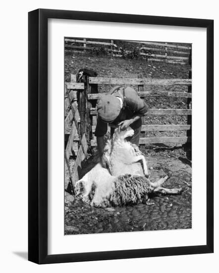 Sheep Shearing in Scotland at the End of May-Fred Musto-Framed Photographic Print