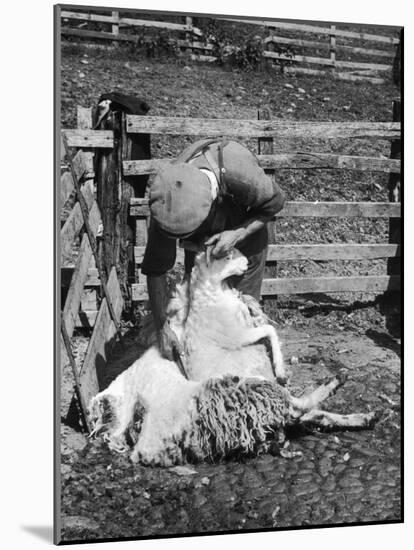 Sheep Shearing in Scotland at the End of May-Fred Musto-Mounted Photographic Print