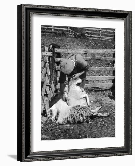 Sheep Shearing in Scotland at the End of May-Fred Musto-Framed Photographic Print