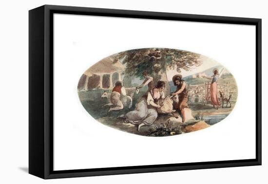 Sheep Shearing-William Hamilton-Framed Premier Image Canvas