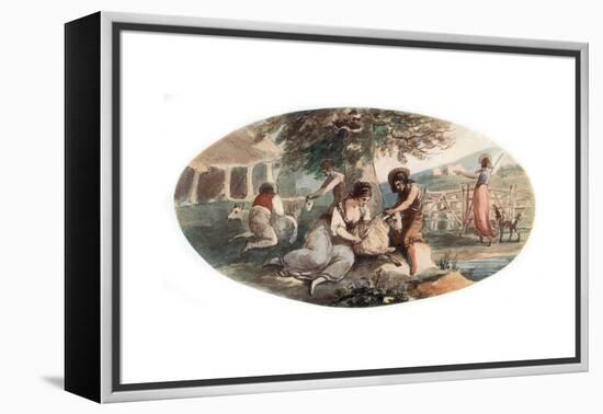 Sheep Shearing-William Hamilton-Framed Premier Image Canvas