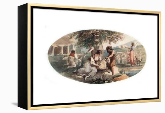 Sheep Shearing-William Hamilton-Framed Premier Image Canvas