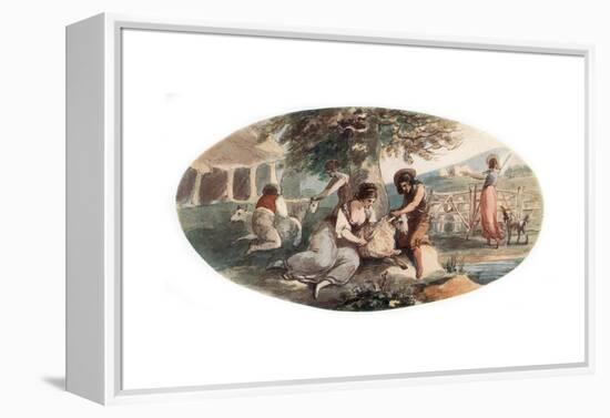 Sheep Shearing-William Hamilton-Framed Premier Image Canvas