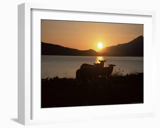 Sheep Silhouetted Against the Midnight Sun, Astafjorden, Troms, Norway, Scandinavia, Europe-Jochen Schlenker-Framed Photographic Print