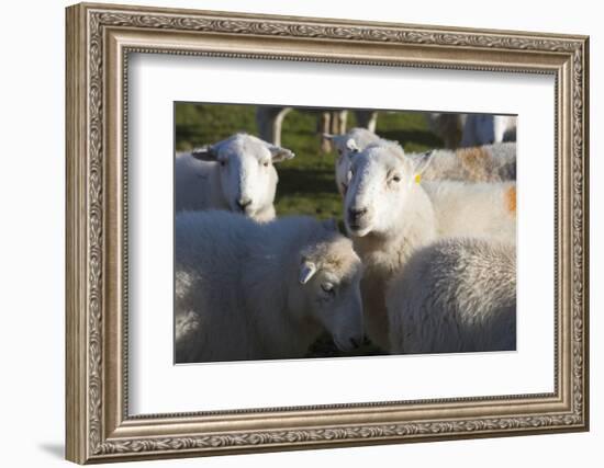 Sheep, Snowdonia, Wales, UK-Peter Adams-Framed Photographic Print