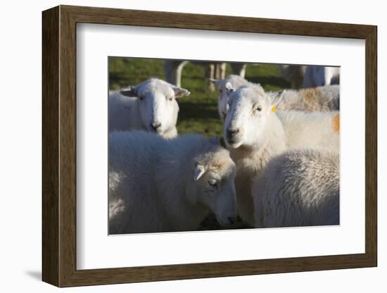 Sheep, Snowdonia, Wales, UK-Peter Adams-Framed Photographic Print