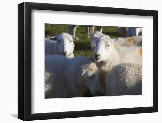 Sheep, Snowdonia, Wales, UK-Peter Adams-Framed Photographic Print