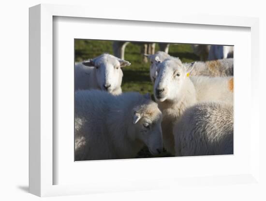 Sheep, Snowdonia, Wales, UK-Peter Adams-Framed Photographic Print