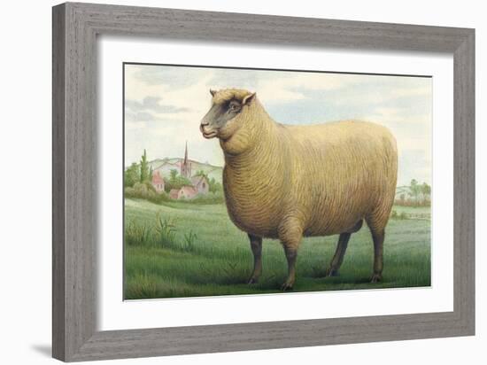 Sheep, Southdown Wether-null-Framed Art Print