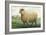 Sheep, Southdown Wether-null-Framed Art Print