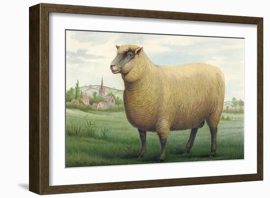 Sheep, Southdown Wether-null-Framed Art Print