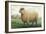 Sheep, Southdown Wether-null-Framed Art Print