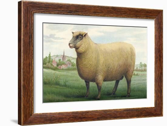 Sheep, Southdown Wether-null-Framed Art Print