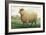 Sheep, Southdown Wether-null-Framed Art Print