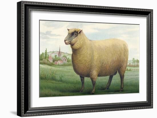 Sheep, Southdown Wether-null-Framed Art Print