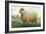 Sheep, Southdown Wether-null-Framed Art Print