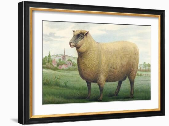 Sheep, Southdown Wether-null-Framed Art Print