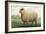 Sheep, Southdown Wether-null-Framed Art Print