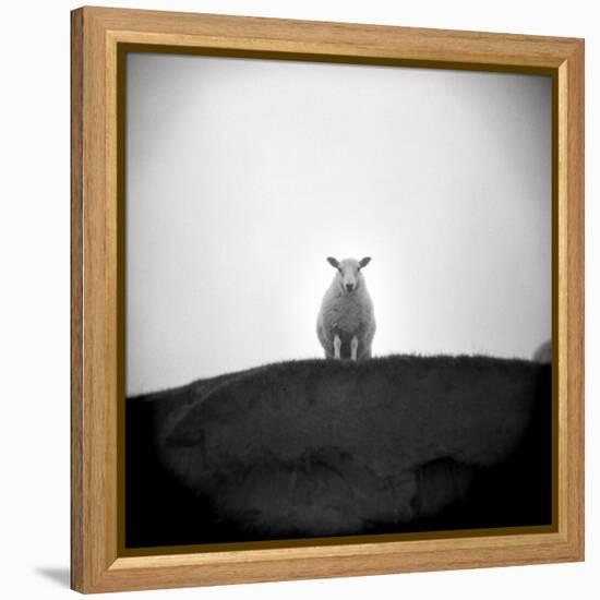 Sheep Standing on Hill Looking Down, Taransay, Outer Hebrides, Scotland, UK-Lee Frost-Framed Premier Image Canvas
