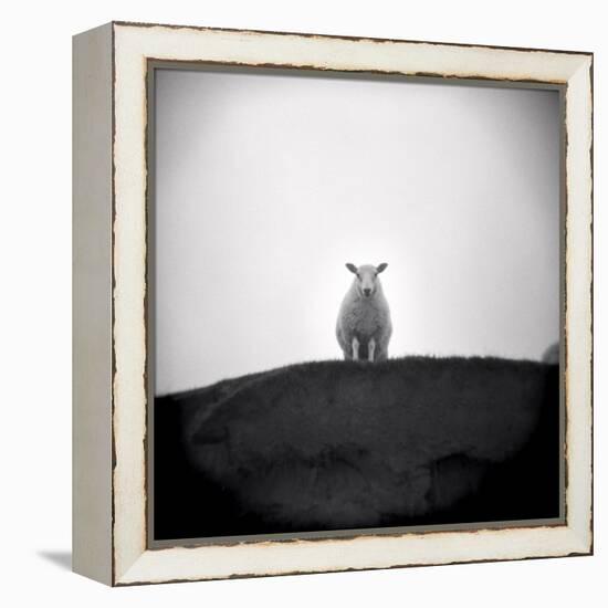 Sheep Standing on Hill Looking Down, Taransay, Outer Hebrides, Scotland, UK-Lee Frost-Framed Premier Image Canvas