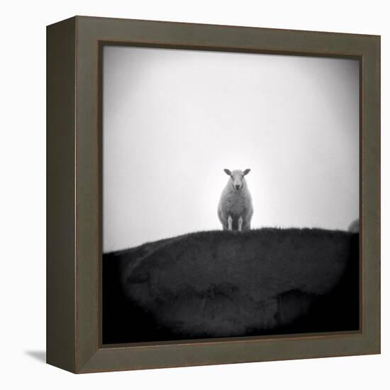 Sheep Standing on Hill Looking Down, Taransay, Outer Hebrides, Scotland, UK-Lee Frost-Framed Premier Image Canvas