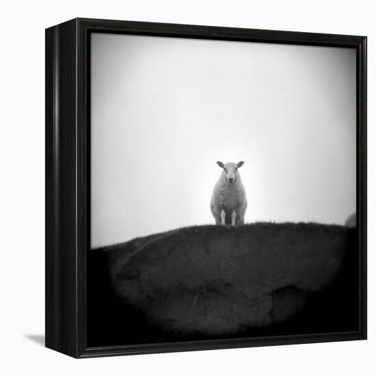 Sheep Standing on Hill Looking Down, Taransay, Outer Hebrides, Scotland, UK-Lee Frost-Framed Premier Image Canvas