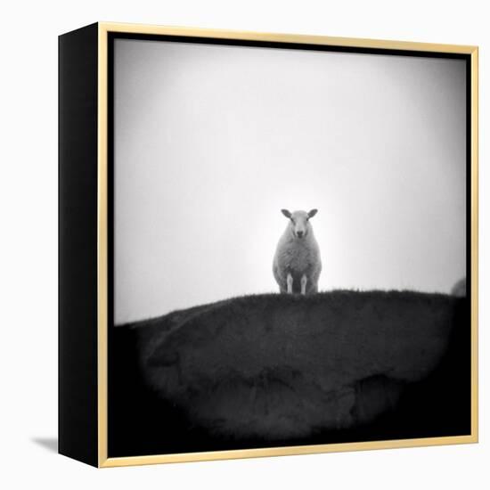 Sheep Standing on Hill Looking Down, Taransay, Outer Hebrides, Scotland, UK-Lee Frost-Framed Premier Image Canvas