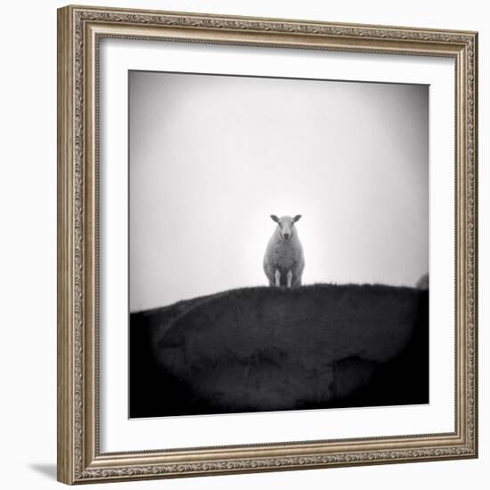 Sheep Standing on Hill Looking Down, Taransay, Outer Hebrides, Scotland, UK-Lee Frost-Framed Photographic Print