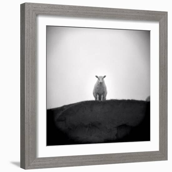 Sheep Standing on Hill Looking Down, Taransay, Outer Hebrides, Scotland, UK-Lee Frost-Framed Photographic Print