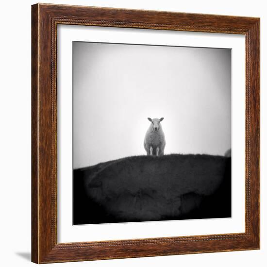 Sheep Standing on Hill Looking Down, Taransay, Outer Hebrides, Scotland, UK-Lee Frost-Framed Photographic Print